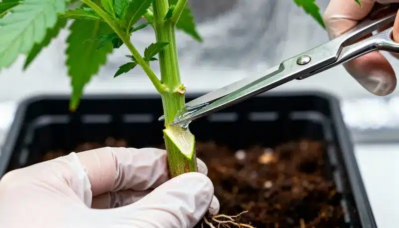 Amnesia Blue Headband clone being prepared with a clean stem cut for propagation, promoting strong root growth and genetic preservation of the strain.