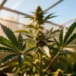 Amnesia Kush Auto Greenhouse Cultivation with Resinous Buds.