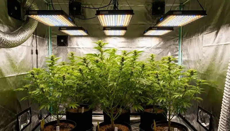 Amnesia Kush Auto plants flourishing under full-spectrum LED lights in a grow tent, displaying strong growth and balanced hybrid structure ideal for indoor setups.