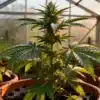 Amnesia Kush Greenhouse Cultivation with Early Flowering.