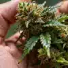 Amnesia Kush Regular Harvesting Dense and Resinous Buds