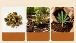 Amnesia Lemon Regular From Seed to Harvest Growth Stages.