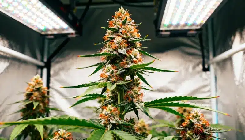 Amnesia x Nicole Kush flowering indoors under LED grow lights, featuring dense resin-coated buds with orange pistils and a rich, citrus-kush aroma.