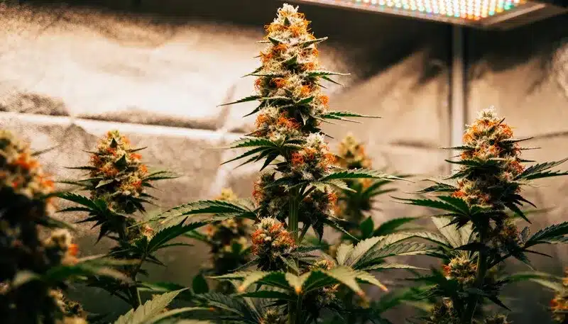 Asian Dream in its peak flowering stage under LED lights, featuring resin-coated buds with orange pistils and a balanced sativa-indica morphology.