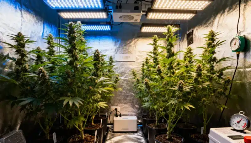 Asian Dream growing in a controlled indoor tent under LED panels, producing tall, plants with dense, resinous flowers and vibrant green foliage.