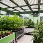 Asian Dream Indoor Growth Stages Under Full-Spectrum LEDs.