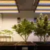Auto CBD Med Go Growth Stages Under Full-Spectrum LEDs.
