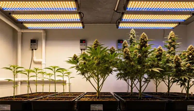 Auto CBD Med Go Growth Stages Under Full-Spectrum LEDs.