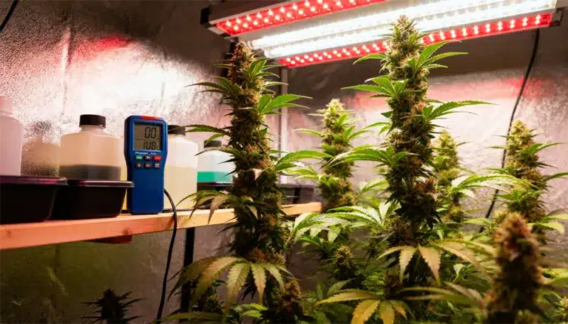 Auto CBD Med Go in advanced flowering under red LED lighting, producing resinous CBD buds with calming terpene profiles ideal for therapeutic applications.