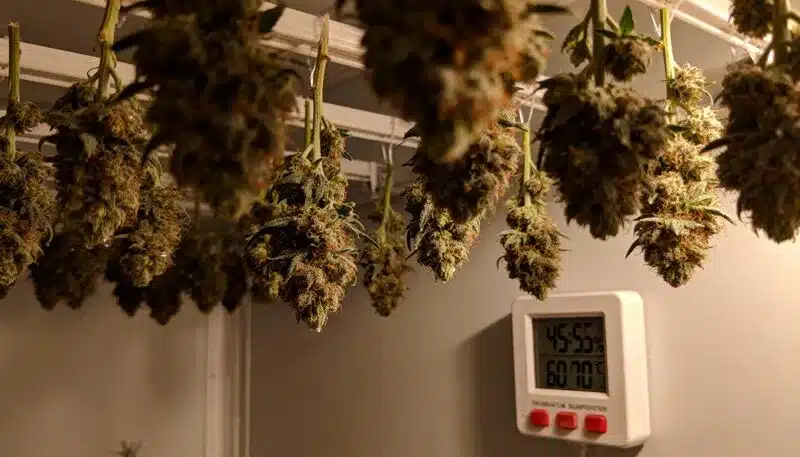 Auto CBD Pineapple buds drying in a humidity-controlled room, ensuring perfect curing for balanced CBD content, tropical flavor, and smooth therapeutic effects.
