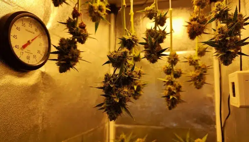 Auto Northern Lights CBD buds drying in a temperature-controlled room, preserving terpenes and CBD potency for a clean, relaxing smoking experience.