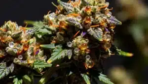 Badazz Rolex bud covered in golden resin and trichomes.