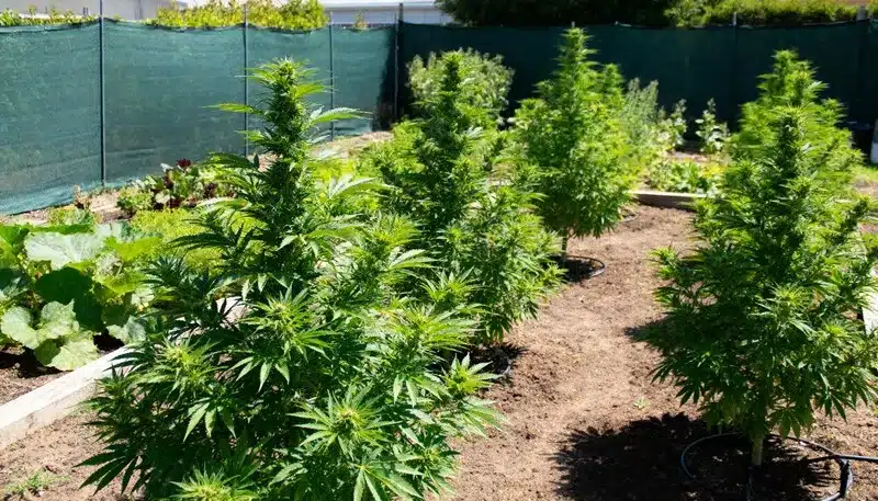 Banana Kush Auto thriving in outdoor soil with strong sunlight exposure, producing aromatic buds with fruity banana notes and smooth indica effects.