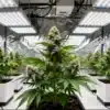 Banana Kush Regular Indoor Cultivation Under LED Lighting.