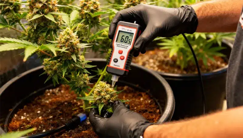 Grower testing pH levels to maintain perfect nutrient absorption for Berry Zkittlez, ensuring resin-rich buds and intense berry sweetness.