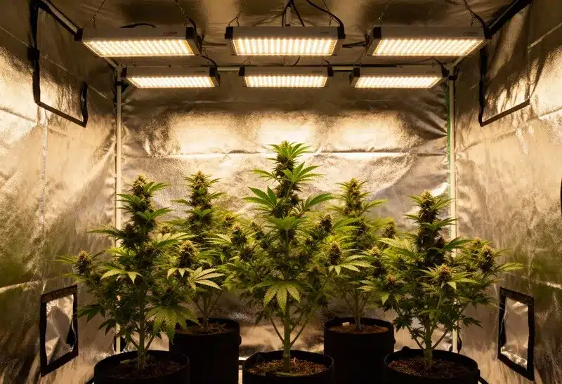 Big Devil Auto plants growing indoors under LED lights, developing dense buds and foliage ideal for controlled environment setups.