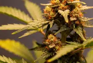 Big Jack Widow Auto Resinous Buds and Crystal Trichomes.