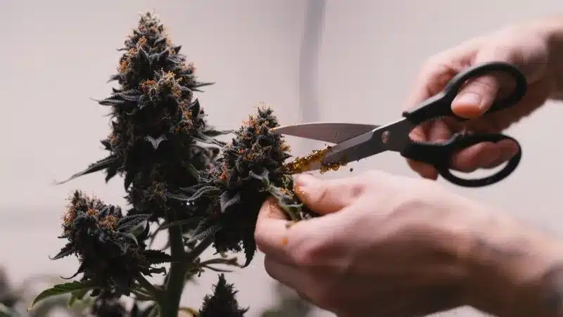 Grower trimming freshly harvested Black Demon OG buds, revealing the strain’s resinous trichomes and deep purple tones during manicuring.