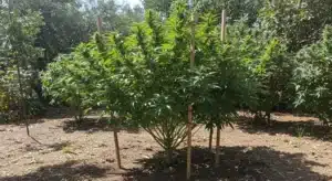 Black Domina Fast Version Outdoor Growth and Structure.