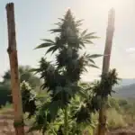 Black Domina Regular Outdoor Growth in Full Sun.