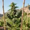 Black Domina x Banana Kush Outdoor Cultivation and Structure.