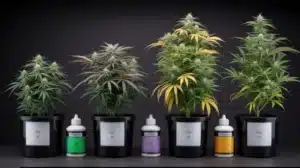 Black Hulk: Growth Stages and Nutrient Development.