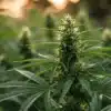 Tangie Regular Flowering Stage with Dense Sativa Buds.