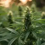 Tangie Regular Flowering Stage with Dense Sativa Buds.