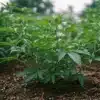 South African Cannabis Plants: Growth in Soil.