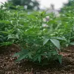 South African Cannabis Plants: Growth in Soil.