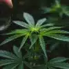 Strawberry Cannabis Plant: Early Growth Inspection.