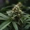 Tangie x Chocolope Bud Structure and Trichome Detail.