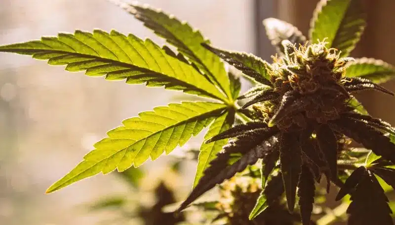 Tangie x Chocolope cannabis plant in late flowering, showing resinous buds and vibrant green leaves with citrus and chocolate lineage, ideal for indoor or outdoor cultivation.