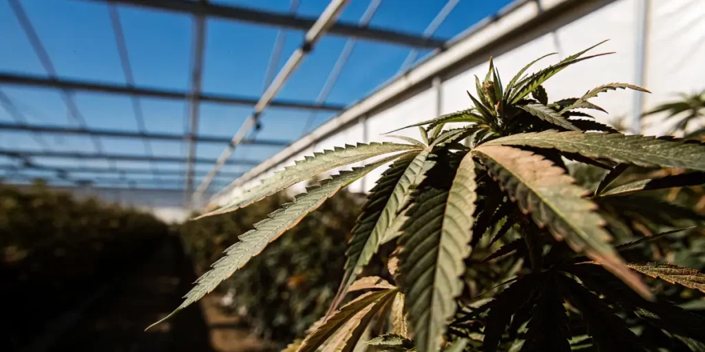 Close-up of a cannabis plant showing leaf discoloration inside a greenhouse.