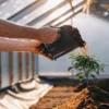 Farmer adding fresh soil around a young cannabis seedling inside a greenhouse for better root support and growth.