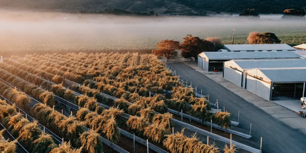 aerial view of cannabis farm at sunrise