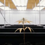 Petite plante de cannabis jaunissante dans une salle de culture intérieure équipée de lampes LED.