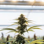 Gros plan d’un bourgeon de cannabis mûr sous lumière intense dans une serre moderne.