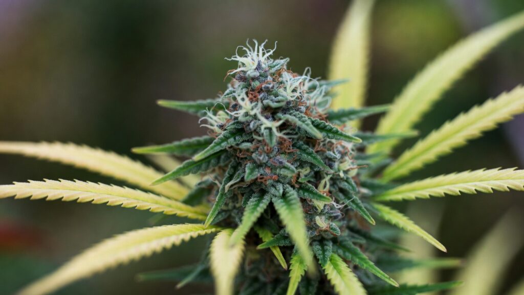 Greenhouse cannabis bud close-up with visible resin, curled pistils, and vibrant green leaves
