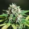 Outdoor cannabis bud close-up with dense structure, visible trichomes, and green to yellow leaf tones