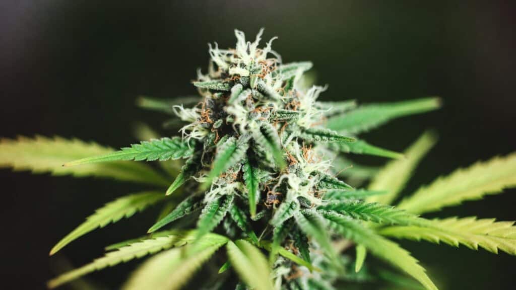 Outdoor cannabis bud close-up with dense structure, visible trichomes, and green to yellow leaf tones