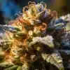 Cannabis bud close-up with dense trichomes, orange pistils, and resin-covered calyxes.