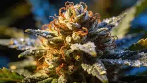 Cannabis bud close-up with dense trichomes, orange pistils, and resin-covered calyxes.