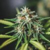 Cannabis bud flowering with balanced structure, orange pistils, and healthy green sugar leaves
