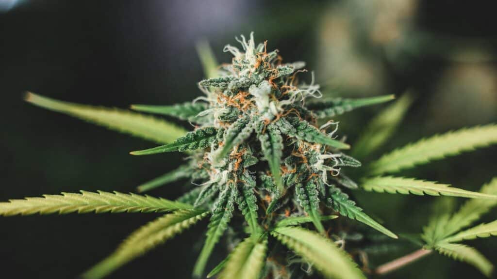 Cannabis bud flowering with balanced structure, orange pistils, and healthy green sugar leaves