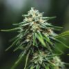 Cannabis bud in flowering stage with dense structure, orange pistils, and dark green sugar leaves