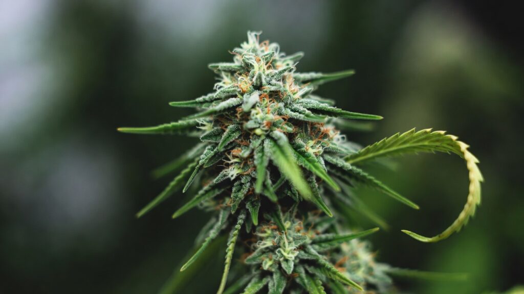 Cannabis bud in flowering stage with dense structure, orange pistils, and dark green sugar leaves