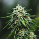 Cannabis bud in flowering stage with dense structure, orange pistils, and dark green sugar leaves