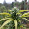 Frosty cannabis bud with dense trichomes and mature pistils in late flowering stage