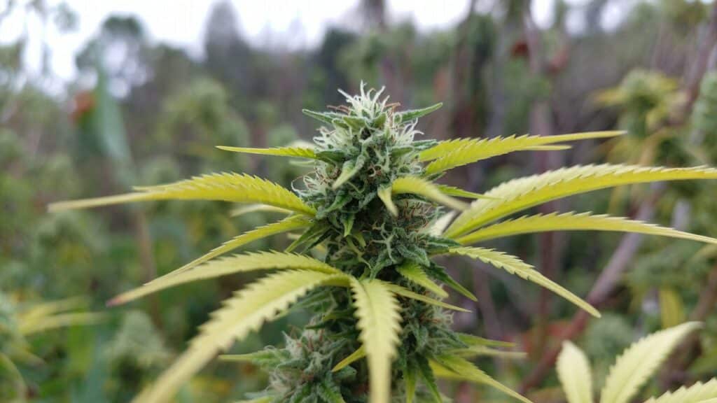 Frosty cannabis bud with dense trichomes and mature pistils in late flowering stage